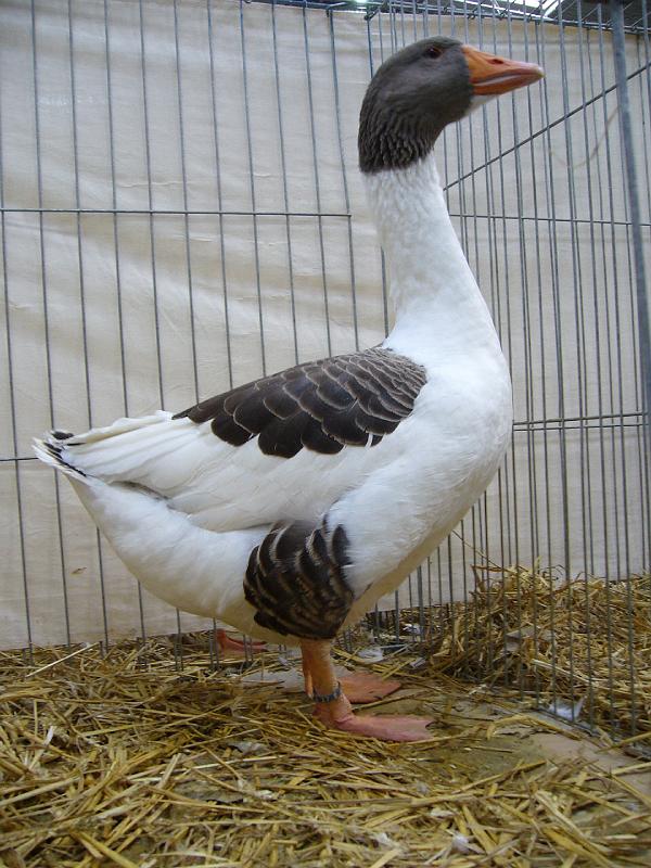 Hannover 2008 141.jpg - Pommerngänse grau gescheckt Heinrich Eidam Preis V97 EB